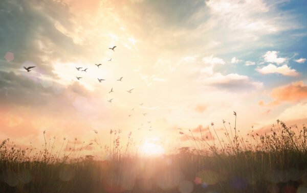 Easter,Religious,Concept:,Silhouette,Birds,Flying,On,Meadow,Autumn,Sunrise Easter,Religious,Concept:,Silhouette,Birds,Flying,On,Meadow,Autumn,Sunrise